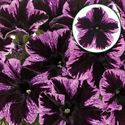 Afbeelding van Petunia P12 Cosmic violet